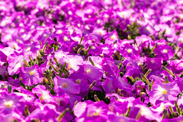 Purple Bougainvillea flowers close-up. The middle plan is in focus, the foreground and background are blurred.