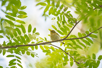 The wood warbler (Phylloscopus sibilatrix) is a common and widespread leaf warbler which breeds throughout northern and temperate Europe. Wood warbler, Phylloscopus sibilatrix