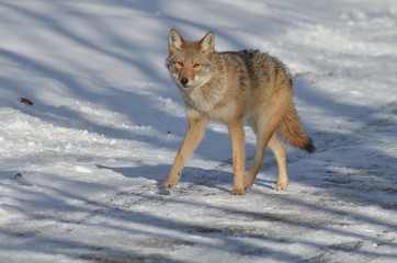 Wild Coyote in the winter in Ontario, Canada.