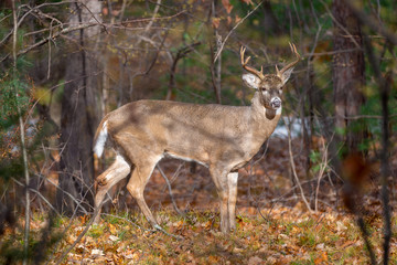 Adult Male Deer at Edge of Woods