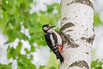 Female Great spotted woodpecker (Dendrocopos major) on tree in natural environment