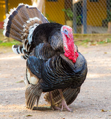 A turkey in The temples of Copan Ruinas. Honduras