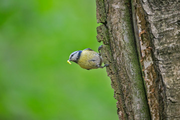 The Eurasian blue tit (Cyanistes caeruleus) is a small passerine bird in the tit family Paridae....