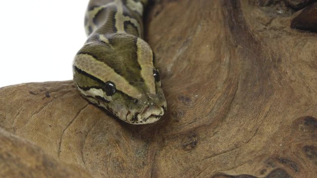 Royal Python or Python regius on wooden snag in studio against a white background. Close up