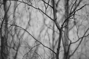 Bare birch tree branches closeup in winter, bw photo.
