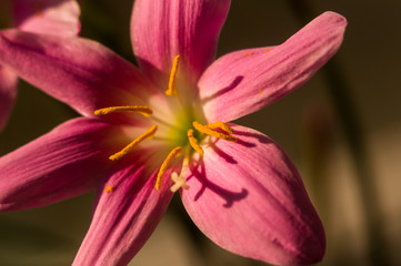 Obraz na płótnie Canvas decorative pink flower rain lily Zephyranthes grandiflora on blurred background closeup
