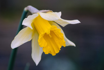 yellow daffodil on black