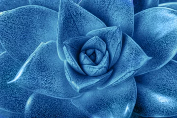 Klassischer blauer Hintergrund. Nahaufnahmeaufnahme tropischer Pflanzensukkulenten in klassischer blauer Farbe. Farbe des Jahres 2020 © Olga Ionina