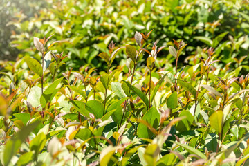 Green bushes with trimmed branches and young leaves.