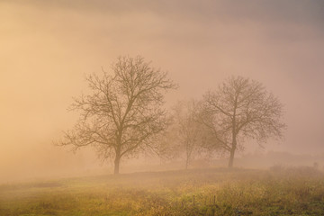 Plakat isolated trees in the fog during sunrise