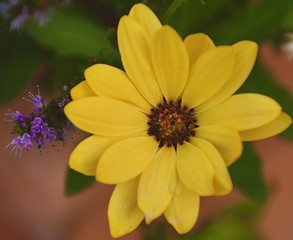 yellow flower © Eliza