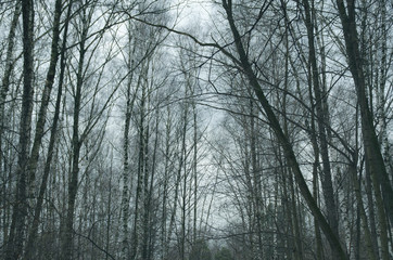 Fototapeta premium Trees without leaves in a gray gloomy forest. Wall murals.