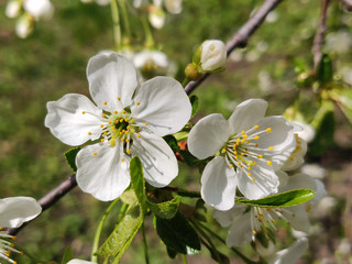 Cherry flowers