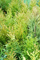 Thuja occidentalis, plant for the garden in the greenhouse, macro photo.