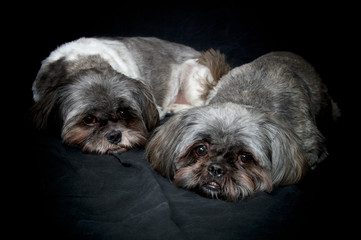 Two male shih tzu dog brothers are tired, lying on floor resting on dark background.