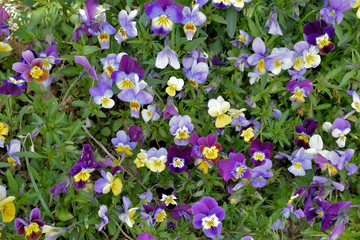 a thick stand of viola makes nice ground cover in a garden.