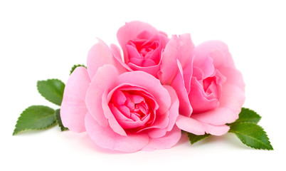 Beautiful pink roses.