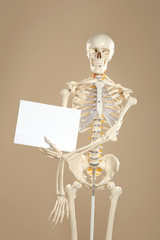 Artificial human skeleton model with blank sheet on beige background. Space for text