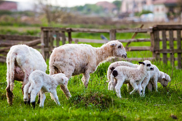 Fototapeta premium cute little lambs playing in green spring meadow