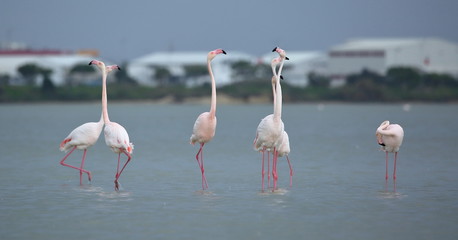 group of pink flamingos in lake close up