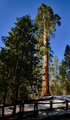 Winter scene among Giant Sequoias in Grants Grove, Kings Canyon National Park
