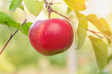 ripe juicy apple hanging on a tree branch in the garden. Copy space, harvest concept