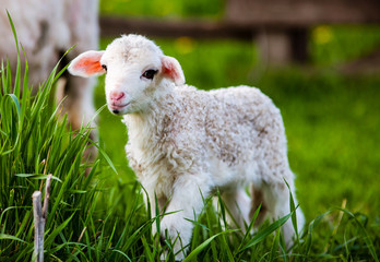 Fototapeta premium portrait of cute little lamb grazing in green spring meadow