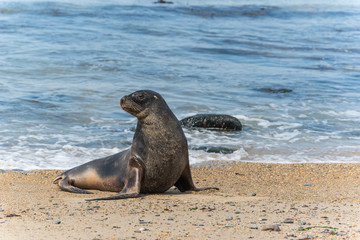 A young male New Zealand sea lion, phocarctos hookeri, on the sandy beach at Waipapa Point in the Catlins, Southern Otago, New Zealand.