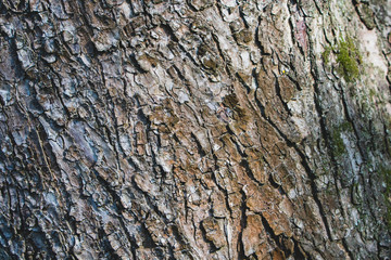 Tree bark texture in the woods.