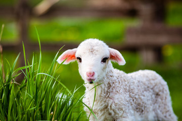 Obraz premium portrait of cute little lamb grazing in green spring meadow