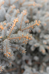 Naklejka na ściany i meble A branch of blue spruce close. Beautiful winter background with needles and branches of a Christmas tree
