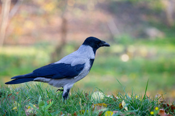 Crow bird in the autumn park