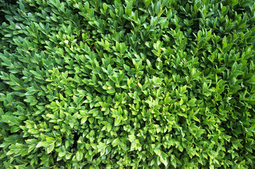 Foliage of box tree (Buxus sempervirens).