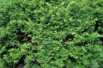 Yew tree. Growing branches with young green needles.