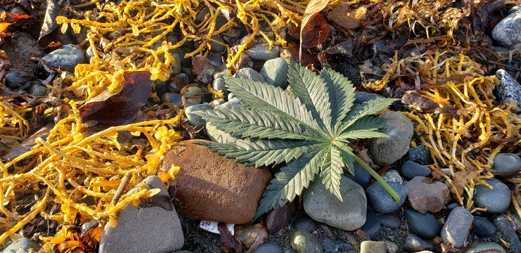 Cannabis Leaf Seaweed Bed_1