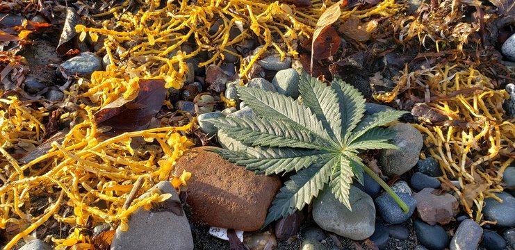 Cannabis Leaf Seaweed Bed_2