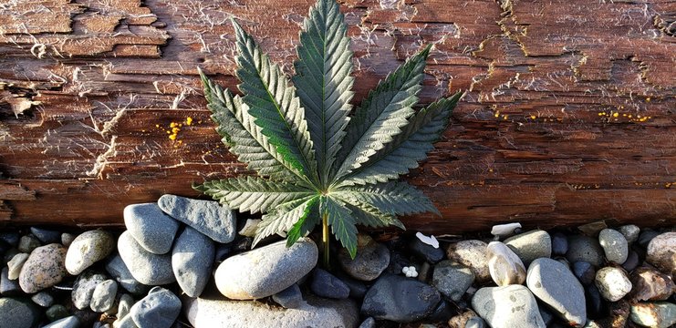 West Coast Cannabis Leaf_1
