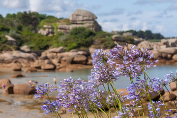 Schmucklilien an der  Cote de Granit Rose © AnnaReinert