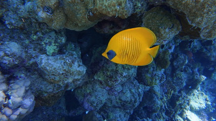 egypt marsa alam under water fish 
