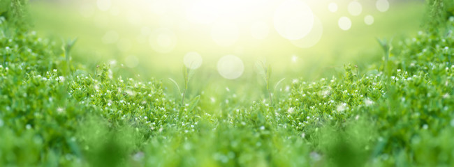 Obraz premium panorama zielonej trawie wiosną w parku z bliska, tło wiosna