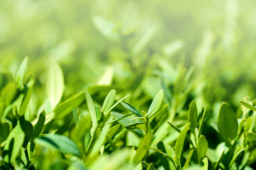 Fototapeta premium background young boxwood leaves close-up