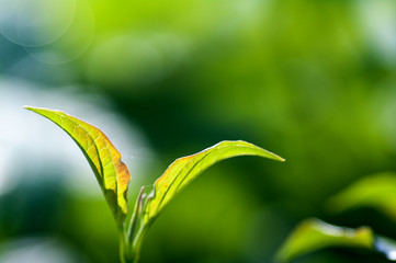 young fresh spring tree leaves, backlighting, spring green background, morning freshness