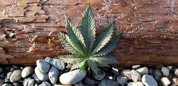 West Coast Cannabis Leaf_3