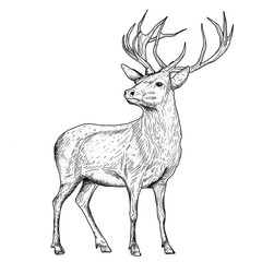 Deer graphic black and white illustration. Scandinavian style