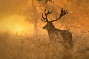 Red deer ( cervus elaphus ) in the foggy morning backlight