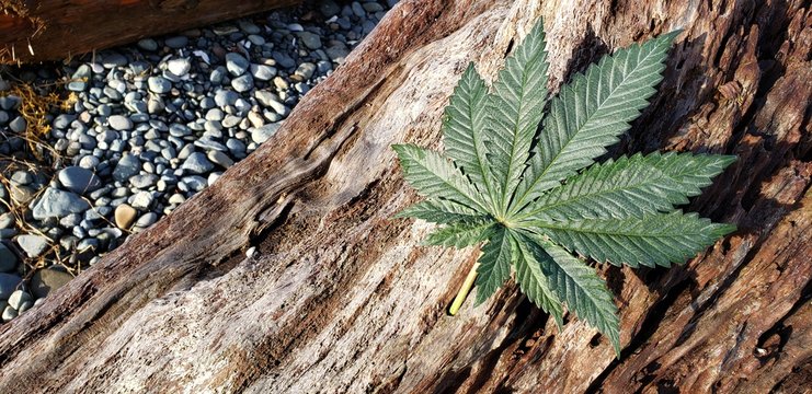 Cannabis Leaf on a Beachside Log_3