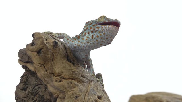 Tokay gecko - Gekko gecko on wooden snag in white background. Close up