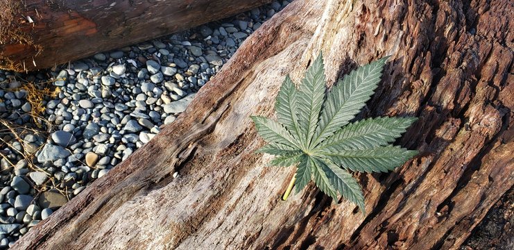 Cannabis Leaf on a Beachside Log_4