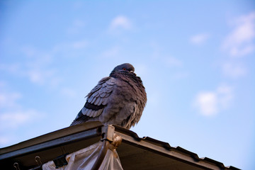 The Dove sitting on roof