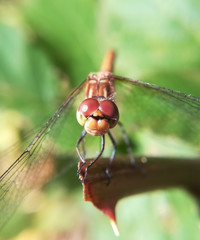 Common darter, Sympetrum striolatum, female